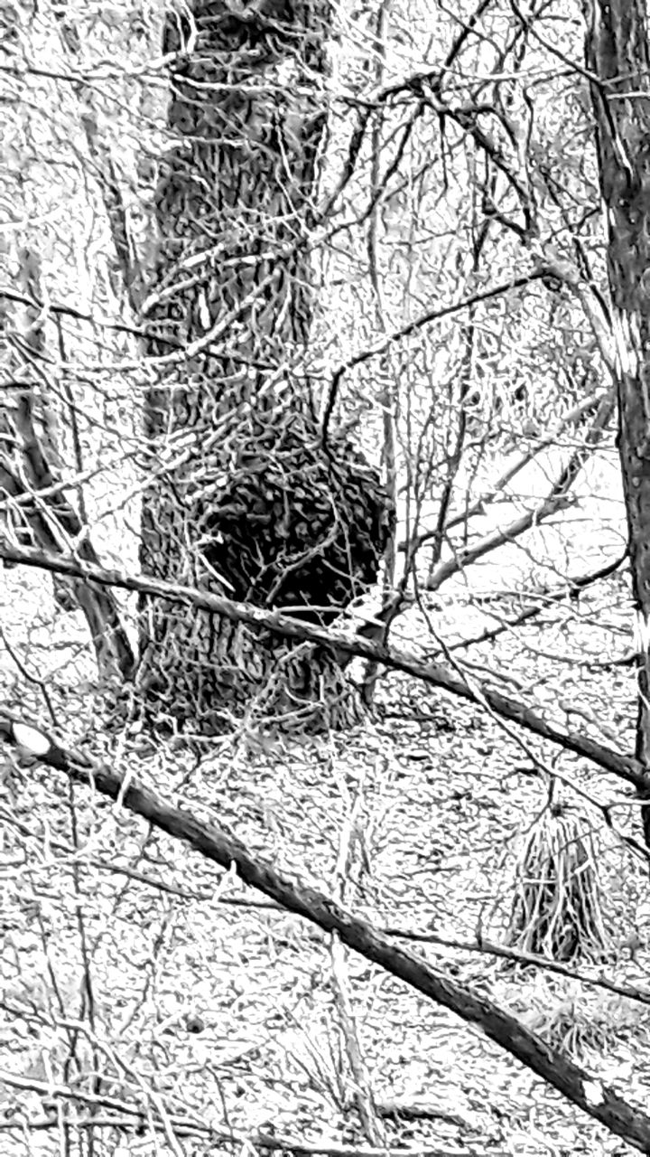 tree black white.jpg