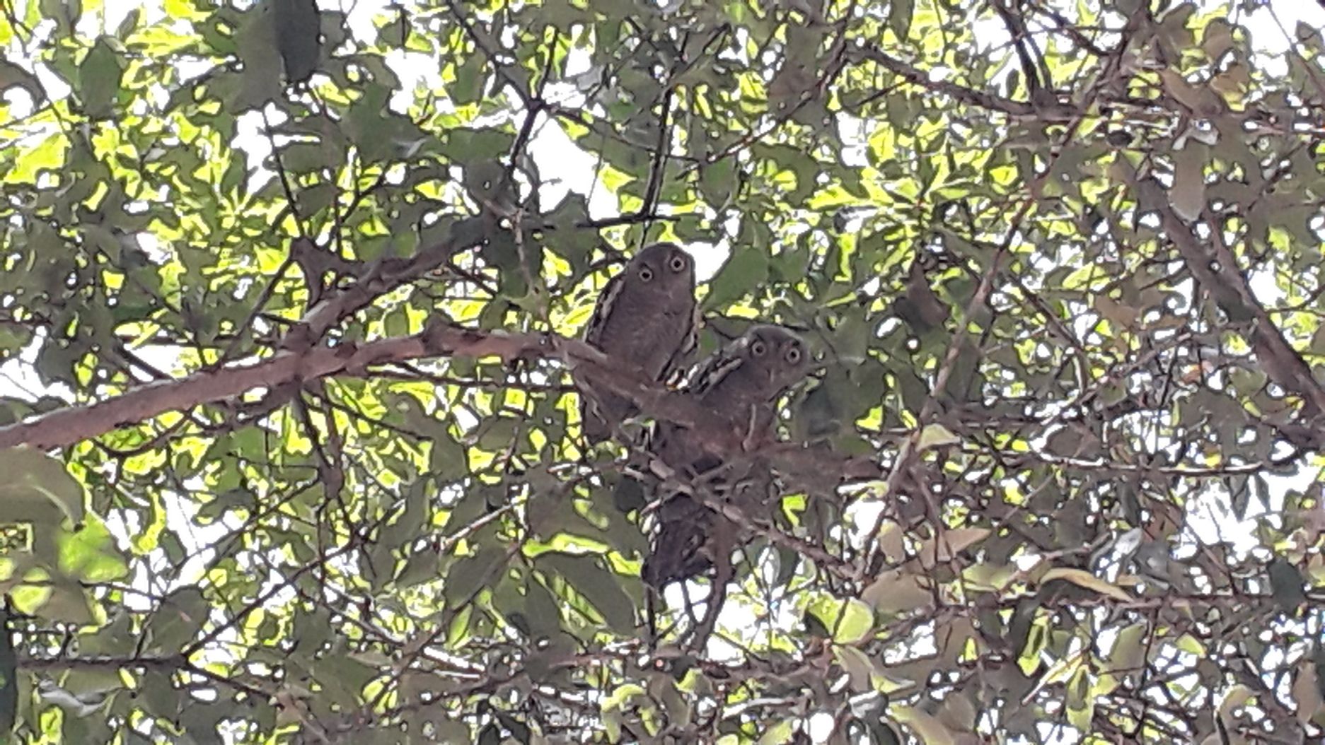 2 owlets.jpg