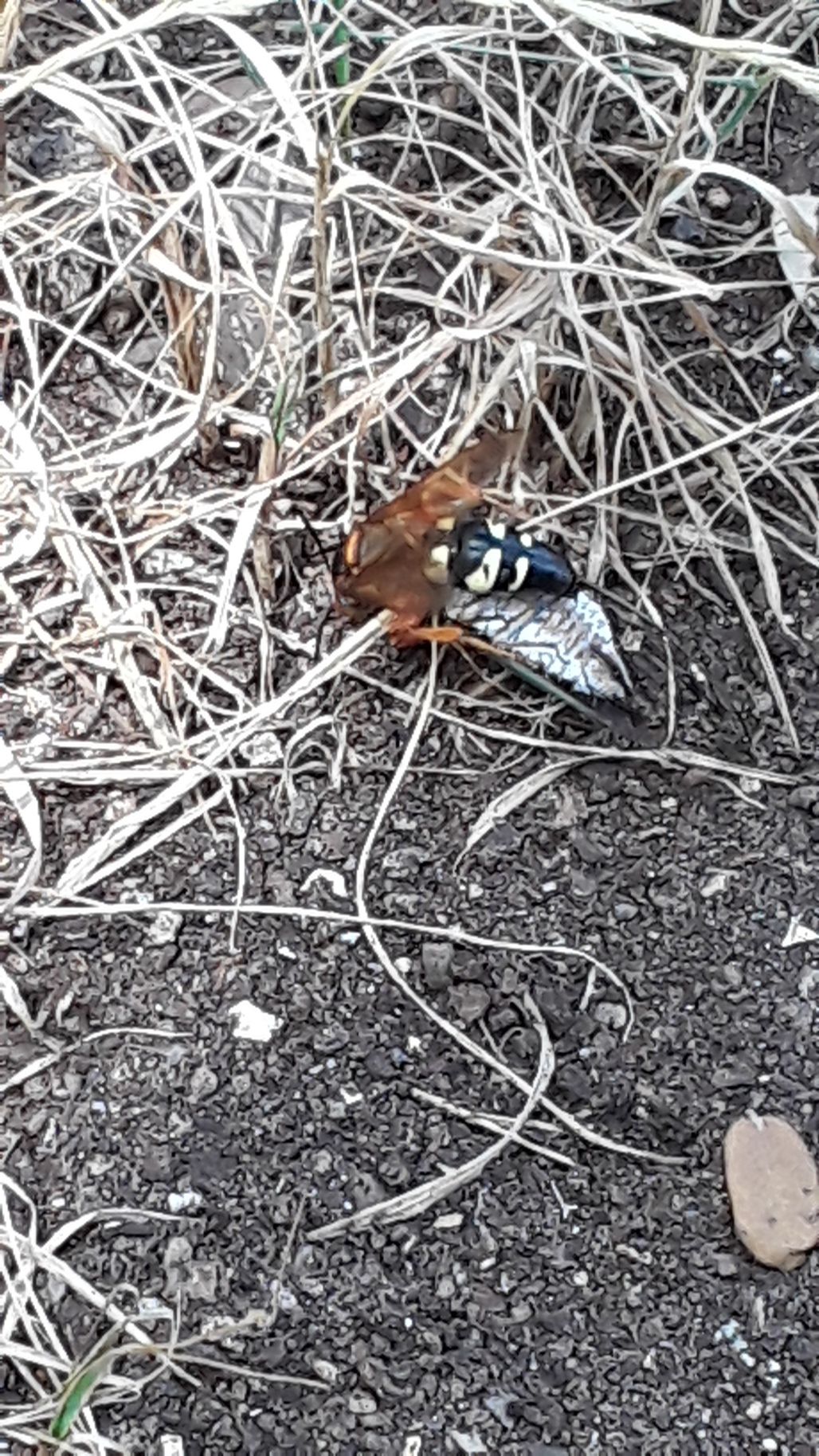 cicada killer.jpg