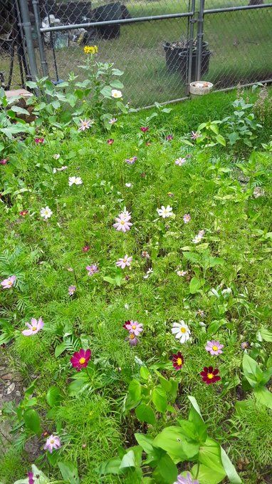 Garden cover.jpg