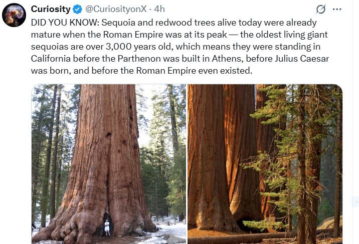 redwood.JPG